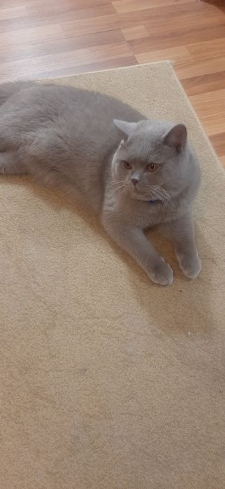 Продается 10-месячный шотландец