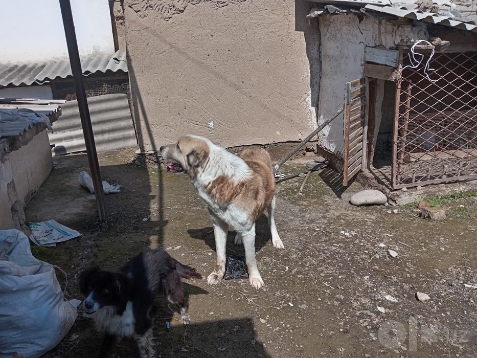 It sotiladi narxni kelishamiz
