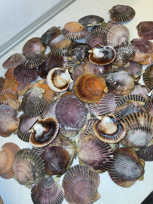 Миди Сен Жак черупки Scallop shells декорация