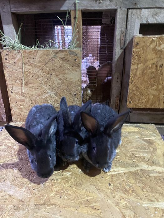 Продам кроликов крольчат