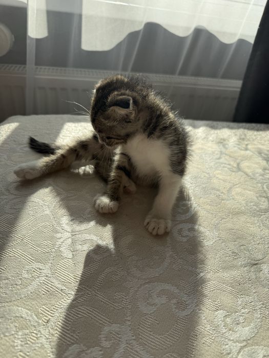 Котенок шотландский