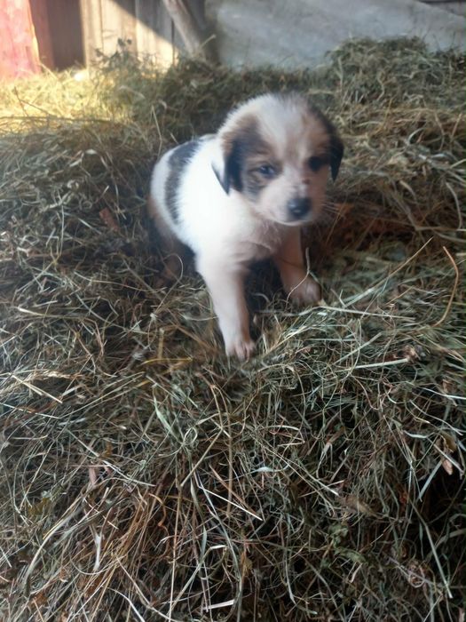 Donez caței foarte frumosi