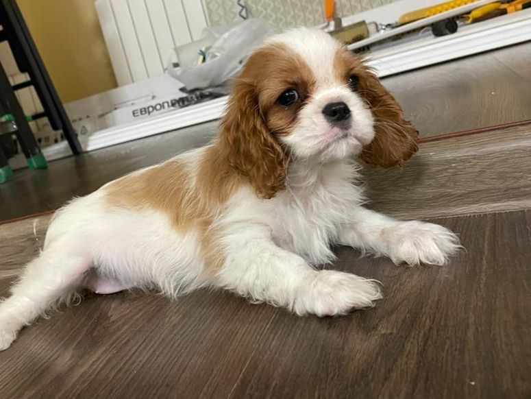 Кавалер кинг чарльз спаниель,щенки