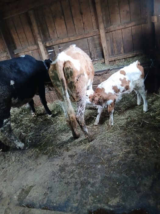 Vand vaca cu vitel