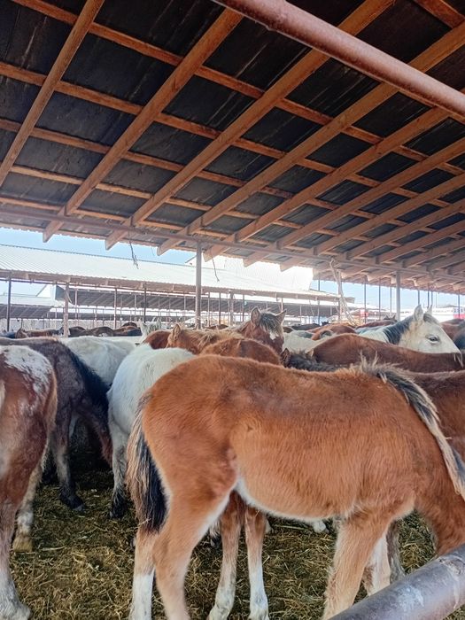 Таилар сатылады,