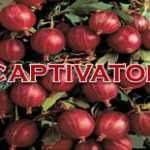 Mur, aronia, agris, zmeur, afin, lonicera si stoloni de capsuni!