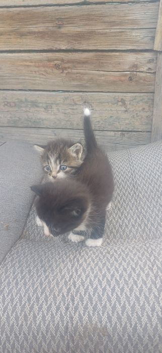 Котятки бесплатно доставка
