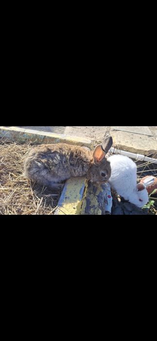 Продам крольчат помесь