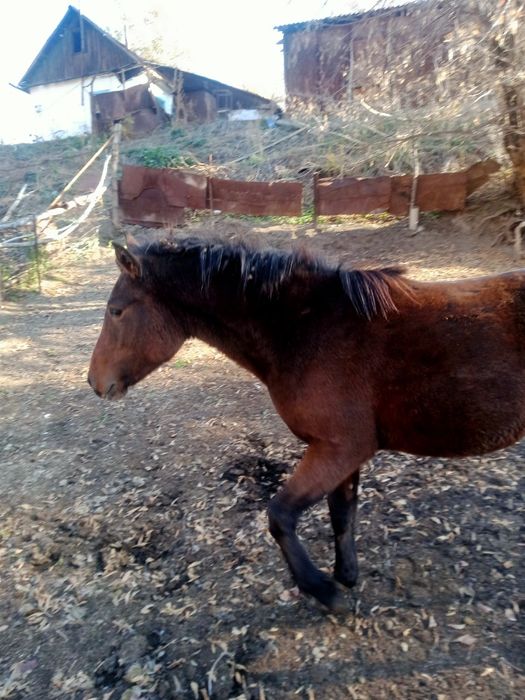 Продам кобылу 2-х летка