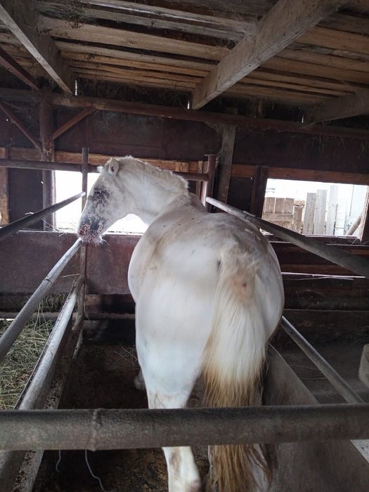 Жылкы сатылады, калада
