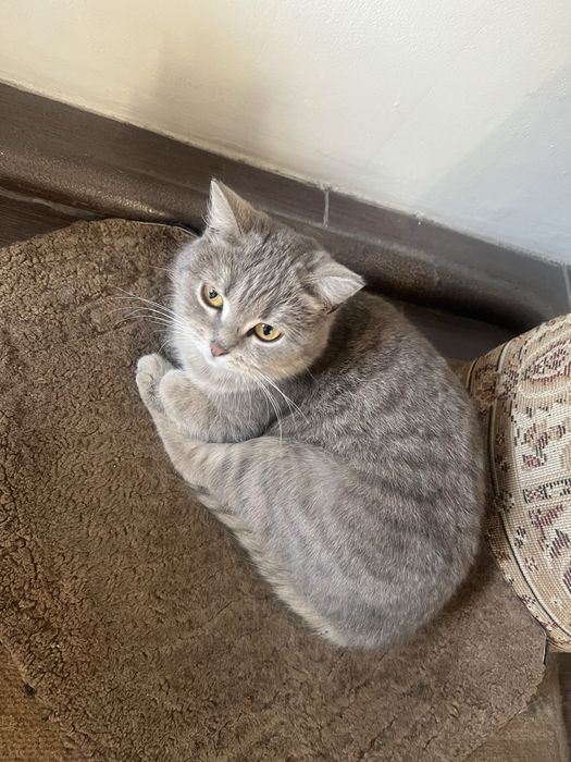 Отдам кошек в хорошие руки