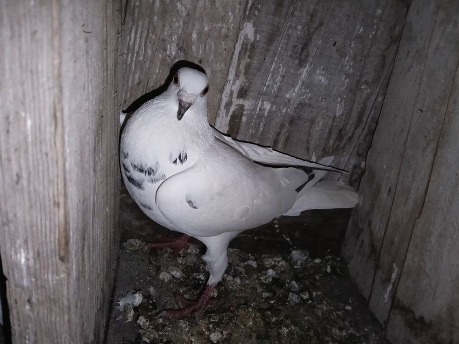 Vând porumbei voiajori