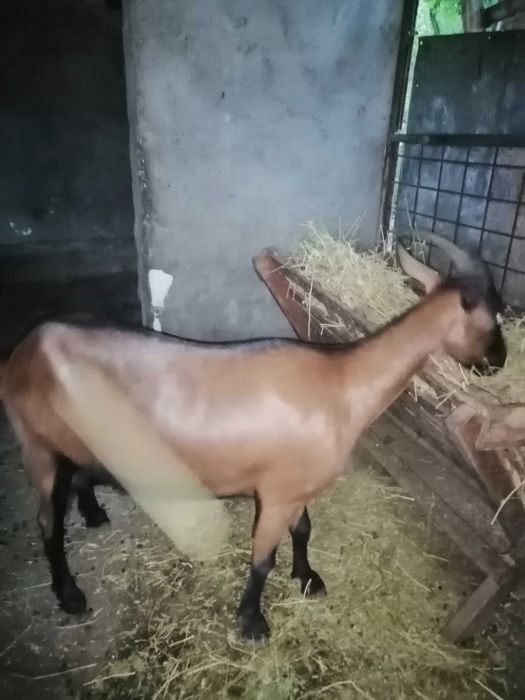 Capra alpin francez