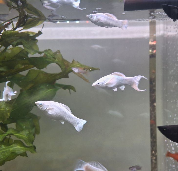 Моллинезия белая велифера