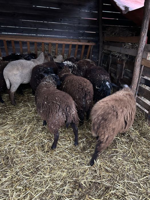 Vand schimb miei de carne