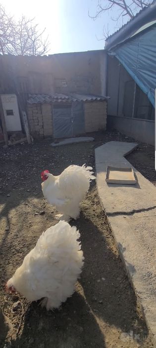 Парода куре продаётсия, белый кохинхин