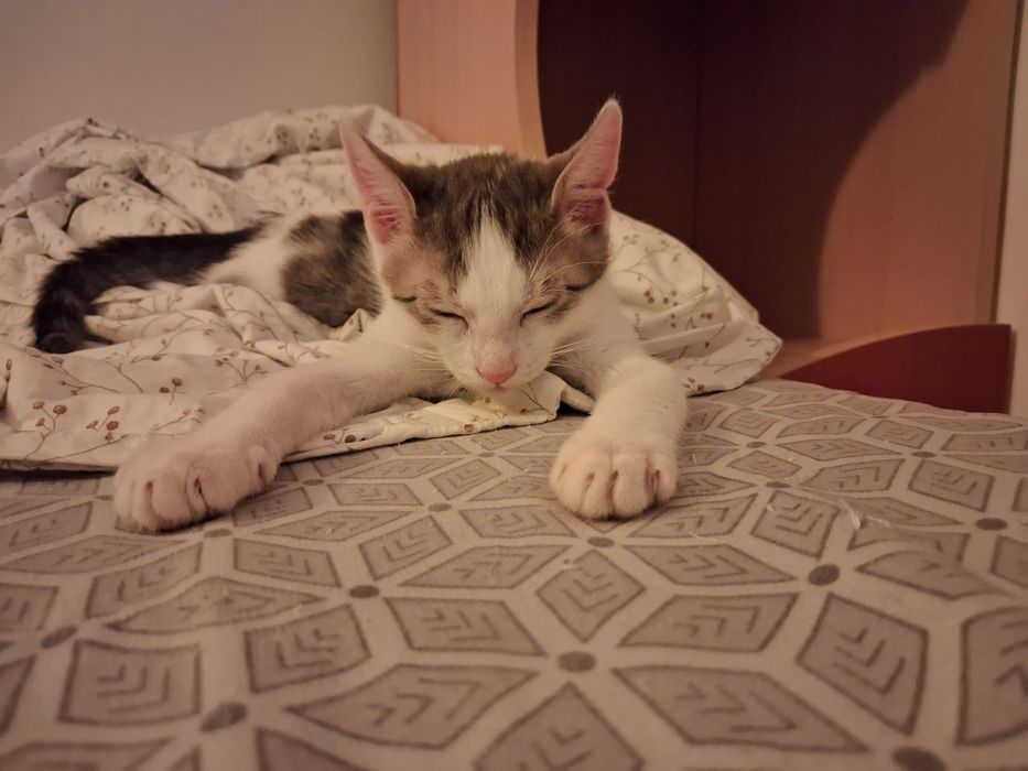 Pisici sociabile spre adoptie - Targoviste