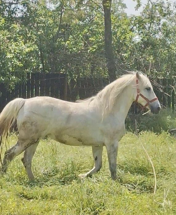 Iapă lipițeancă 8 ani