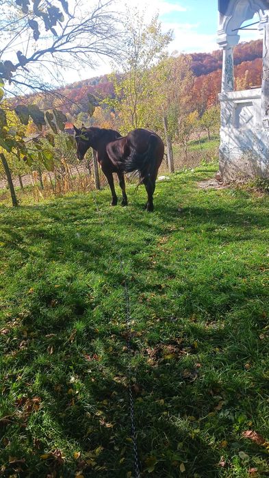 Iapa de 7 ani de vanzare