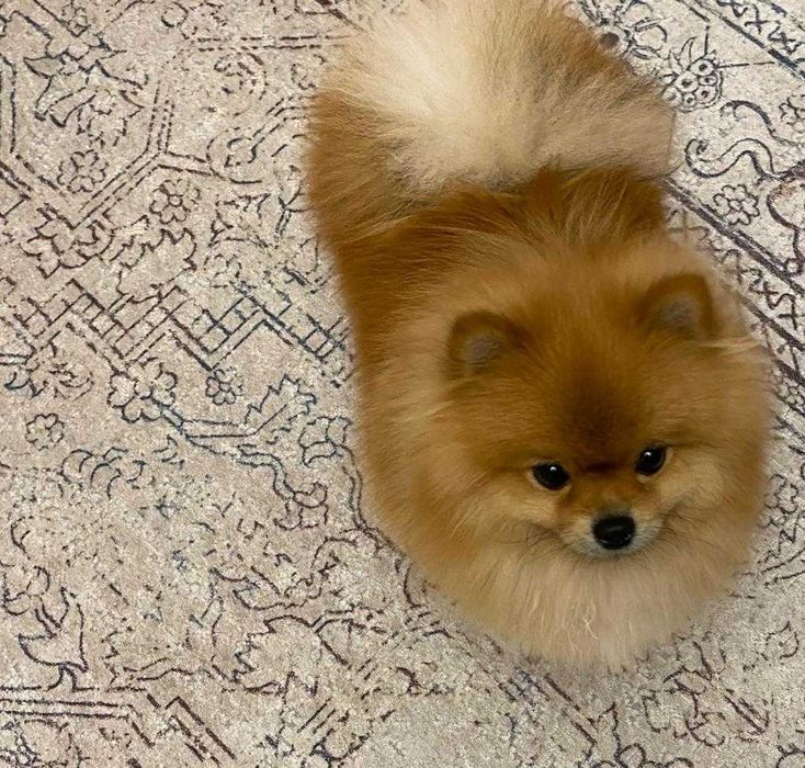 На вязку померанский шпиц.