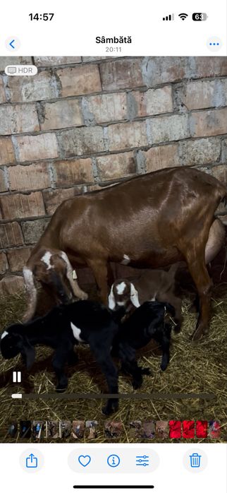 iezi anglonubian rasa pura