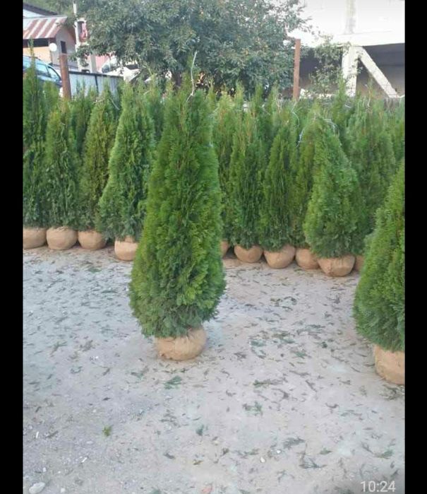 Tuia smarald plante de gradina