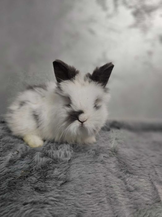 Iepurași pitici Cap de Leu – diverse culori