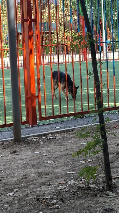 Собака срочно отдам