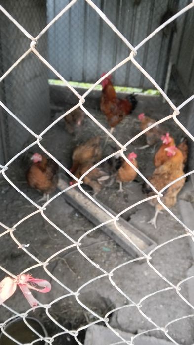 Продам кученских кур