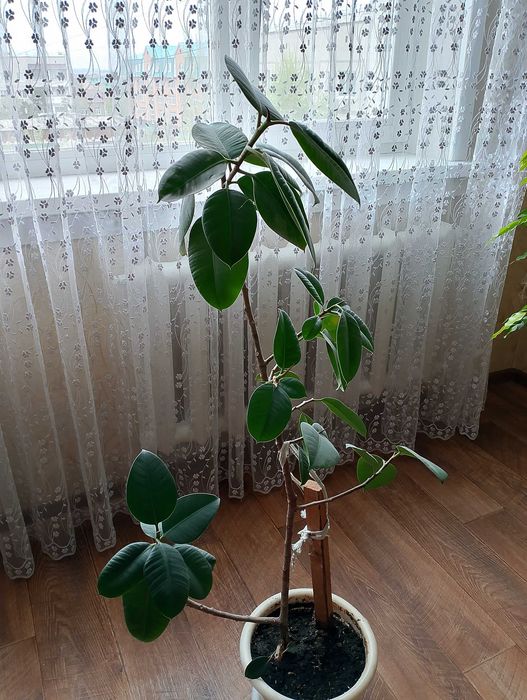 Продам комнатные растения