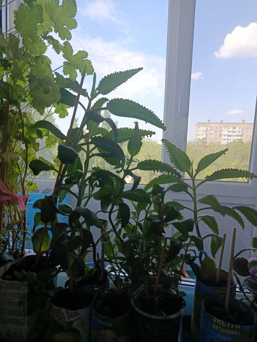 Продам КОЛАНХОЭ лечебное коланхое