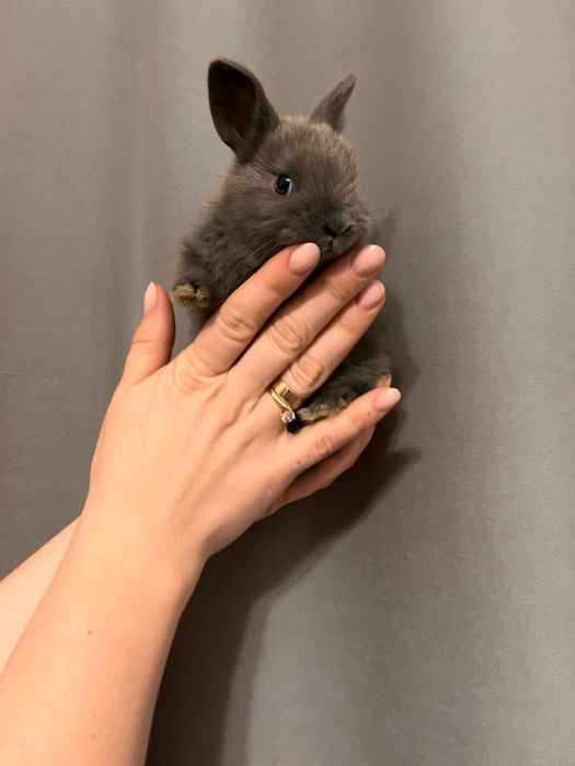 Продам декаративных кроликов