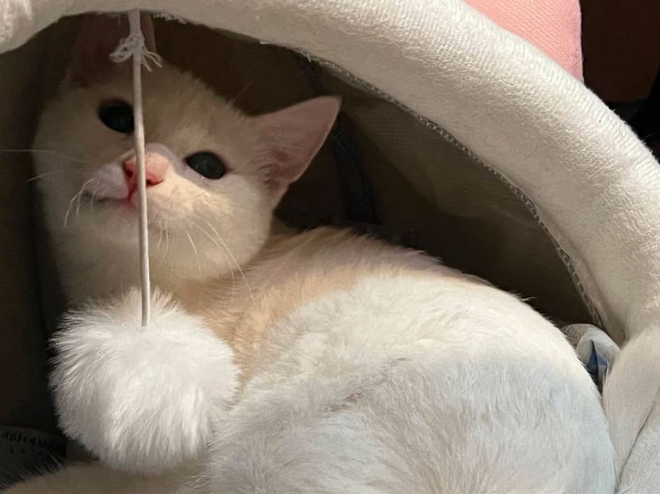 Отдам котенка в добрые руки