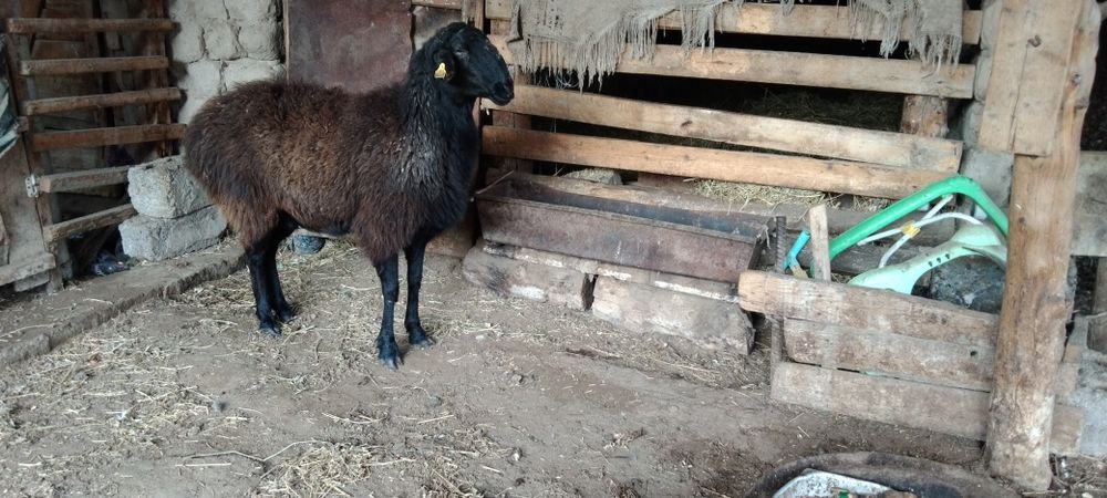 Қой мен Шібіш сатылады