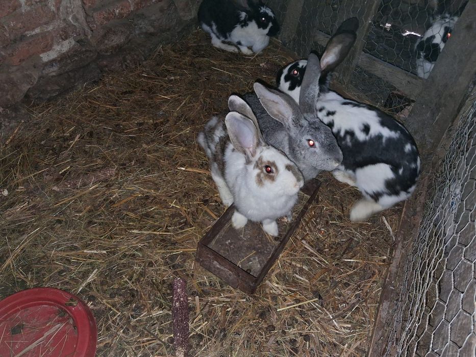 Iepurași de vânzare.Detalii la telefon