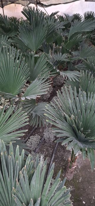 Кўчат ва каламча гуллар сотилади!