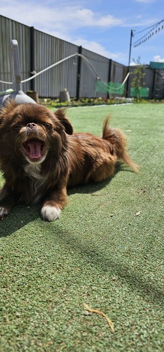 Ищем мужчину для вязки.