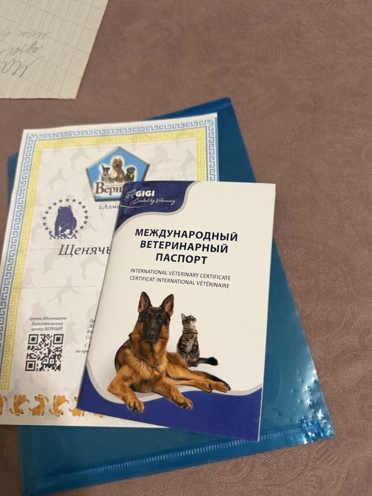 Продам немецкий шпиц цверг