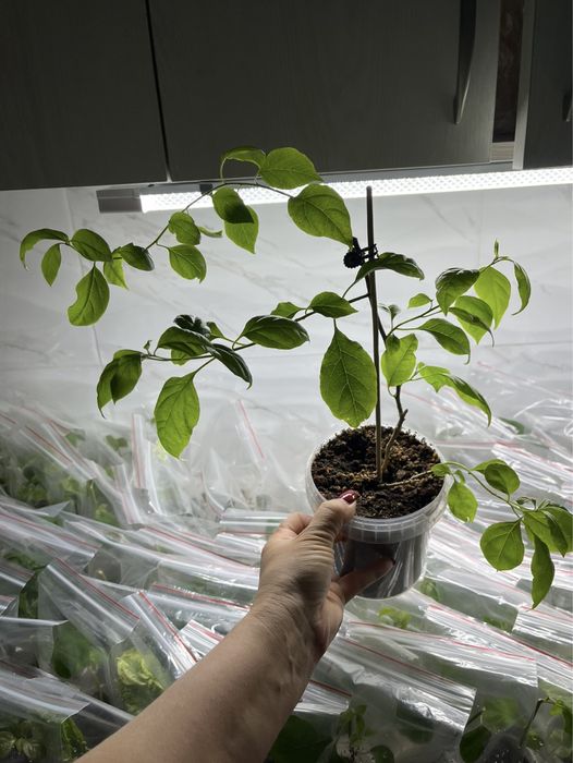 Комнатные растения