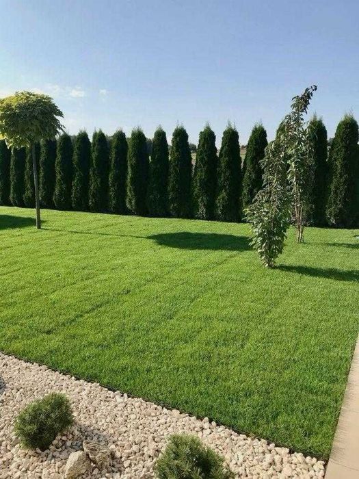 Газон рулонный живой туи ели озеленение участка Алматы q110