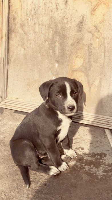 Продаю щенят девочек