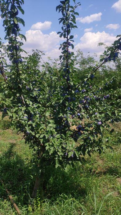 Prune de vanzare
