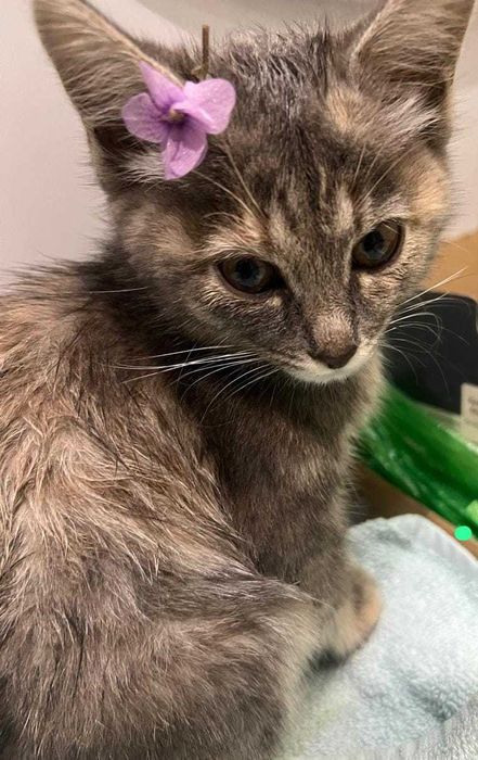 Котенок-девочка, 2 мес