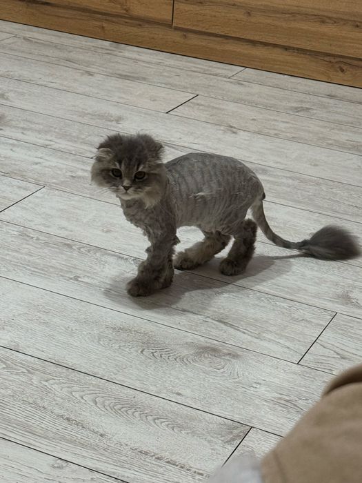 Продам кошка скоттиш фолд