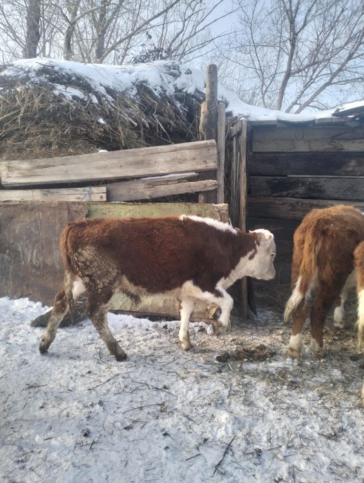 Таза Ак бас торпактар сатылады