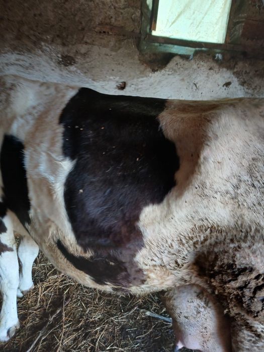 vand vaca la al 6 lea vitel