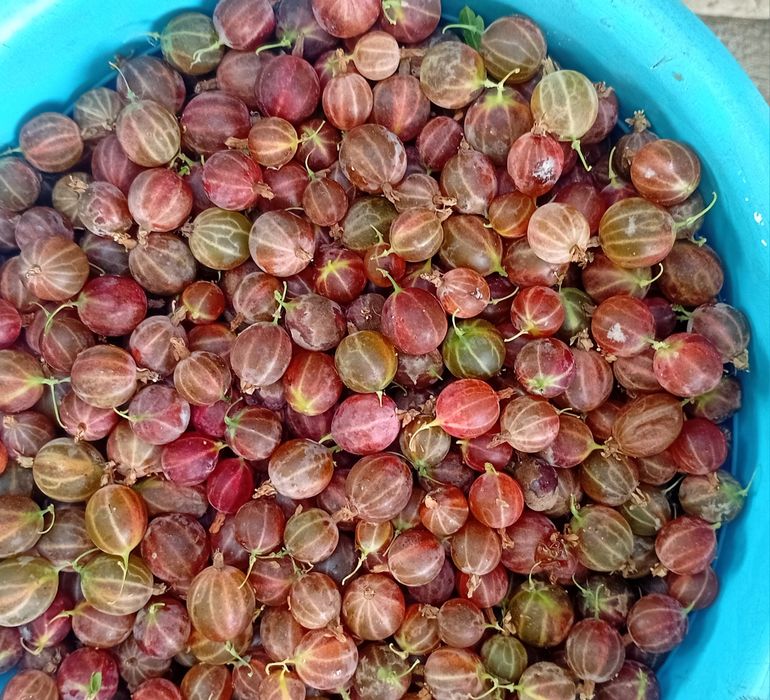 Продам крыжовник