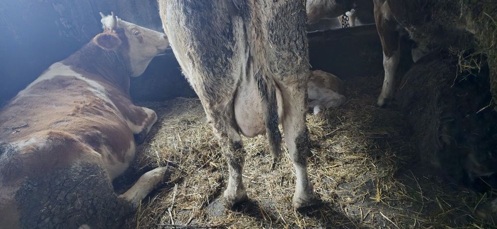 Vãnd vacă după fătare