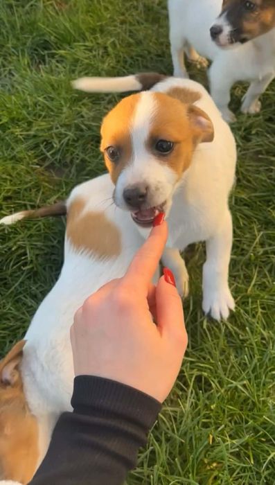 Джакче момиченце!