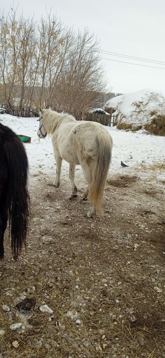 Продам кобылу жеребую